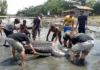 Patay nga whale shark, nasapwan sa kilid baybay sa Barangay Singcang-Airport, Bacolod City
