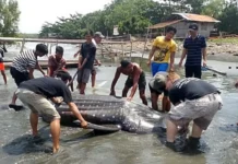 Patay nga whale shark, nasapwan sa kilid baybay sa Barangay Singcang-Airport, Bacolod City