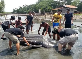 Patay nga whale shark, nasapwan sa kilid baybay sa Barangay Singcang-Airport, Bacolod City