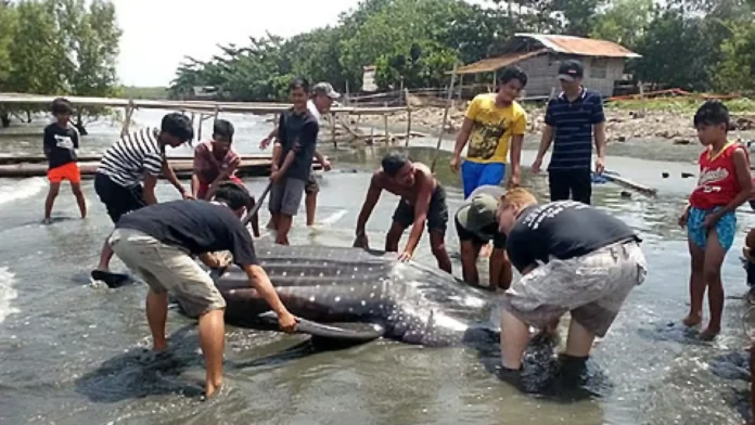 dead_whale_shark