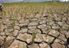 Balor sang halit nga ituga sang El Niño sa pungsod, posible nga maglab-ot sa P20 Billion—DA