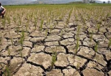 Balor sang halit nga ituga sang El Niño sa pungsod, posible nga maglab-ot sa P20 Billion—DA