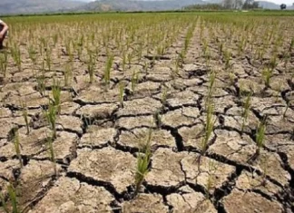 Balor sang halit nga ituga sang El Niño sa pungsod, posible nga maglab-ot sa P20 Billion—DA