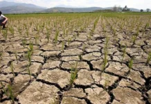 PH, nagapreparar sa ginalantaw nga P20 bilyon nga kapierdehan sa agrikultura bangud sa El Niño
