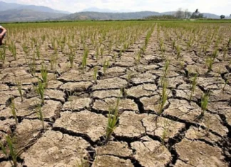 PH, nagapreparar sa ginalantaw nga P20 bilyon nga kapierdehan sa agrikultura bangud sa El Niño