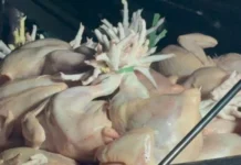 Salmonella bacteria nga natukiban sa mga manok nga ginabaligya sa merkado sa Metro Manila, indi madutlan sang antibiotic—DOST-FNRI