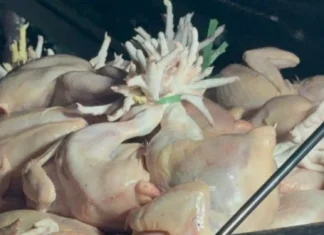 Salmonella bacteria nga natukiban sa mga manok nga ginabaligya sa merkado sa Metro Manila, indi madutlan sang antibiotic—DOST-FNRI