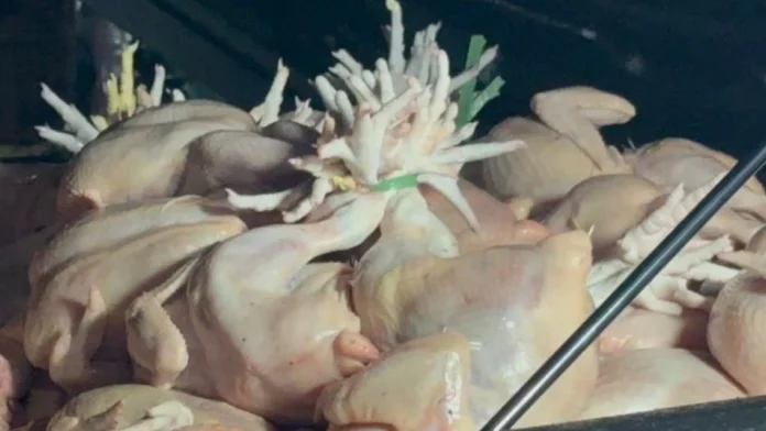 manok