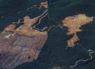 12,000 ka mga kahoy sa Sierra Madre, ginpang-utod para sa operasyon sang nickel mining sa Isabela