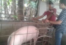 Baboy, gina-alegar nga gin-rape it sangka eaeaki