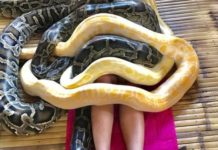 Snake massage, ginadayo sa sangka ostrich farm sa Aklan