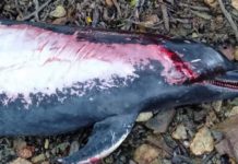 Dolphin, nasapwan nga patay sa Union, Nabas