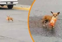 Eaeaki sa Mexico, ginmaduan ro anang alagang ayam nga magbakae it sitsirya