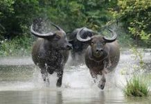 Mga mangunguma sa India, arestado dahil sa mga nahilong nga buffalo