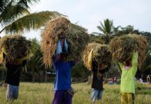 National Fertilizer Program, ginaduso sa Kamara