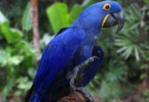 Pet parrot nagabalor it 1 milyon pesos