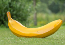 Higanteng saging kapareho it kahoe it butkon it sangka unga
