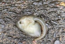 Misteryosong creature nga ginadudahan nga alien, nakit-an sa Sydney, Australia!