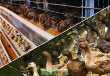 Bird flu outbreak sa nasyon, gindeklara eon it Department of Agriculture