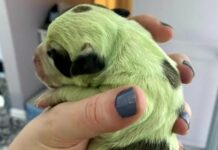 Ayam sa Canada, nag unga it kulay green nga tiyo