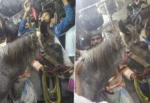Kabayo sa India, ginsakay sa train nga nagadueotdutan ro mga pasahero!