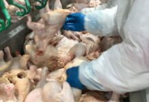 DA, nagpatuman it ban sa importasyon it manok sa US