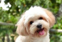Fur baby ni Sanya Lopez, namatay eon