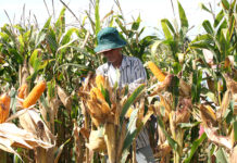 Mangunguma it mais sa Western Visayas, makabaton eon it fuel subsidy