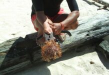 PENRO Aklan, nagpatigayon it COTS extraction kasunod it selebrasyon it Ocean Month
