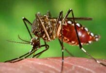 PHO Aklan, nagpadumdom sa publiko angot sa sakit nga dengue partikular makaron nga tyempo it tinguean