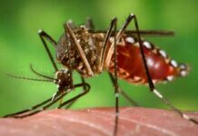 Magdahan sa dengue
