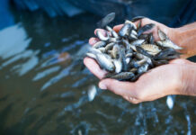 Aklan Agri-Aqua Demonstration Farm and Training Center, bukas sa mga gustong magbakae fingerlings para sa andang tilapia farming