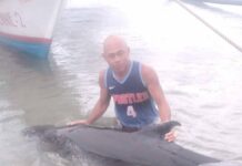 Sangka dolphin napadpad sa bibi it Jawili beach