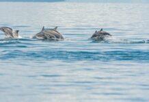 Pagpakita it mga dolphins sa baybayon it Numancia, indikasyon nga malimpyo ro tubi dagat sa nasambit nga lugar