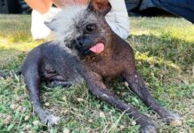 Pinaka-pangit nga ayam sa bilog nga kalibutan, nadag-an it sangka Chihuahua!