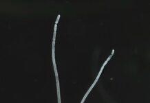 Pinakamabahoe nga bacteria sa bilog nga kalibutan, natukiban it mga scientist sa Caribbean!