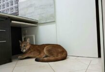 Estudyante sa Brazil, nakibot kat may makit-an nga mabangis nga puma sa CR it andang eskuwelahan!