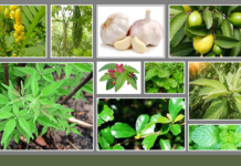 Benepisyong hatud it herbal plant nga pansit-pansitan, aton nga pagasayuron