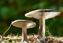 Benepisyong hatud it amamakoe ukon mushroom aton nga pagasayuron