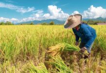 512 nga sa listahan it mga corn farmers, bukon tanan hay makabaton it fuel subsidy