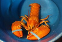 Tumaeagsahon nga orange lobster nakita sa shipment sa Florida Red Lobster