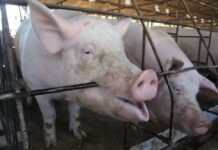Pagbilog it federasyon sa kada banwa, ginakabig nga solusyon sa problema it mga hog ag poultry raiser