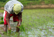 Office of the Municipal Agriculture hugot ro pag-engganyo sa mga mangunguma nga ipa-insured ro andang mga pananom ukon alagang sapat