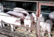 Manaba nga pamaeak-ean it buhi nga baboy, ginakabig it DA nga domino effect it mataas nga production cost
