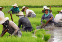 Conditional cash aid para sa kubos nga rice farmers, ginadihon sa 19th Congress