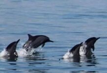 Mga nauna eon nga naispatang spinner dolphins, nagapabilin sa baybayon nga sakop it Brgy. Camanci Norte