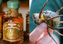 Whiskey nga himo halin sa mga alimasag, makit-an sa New England, U.S.A.!