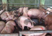 Mga naga-alaga it baboy ag manok sa Aklan, nagbilog it pederasyon