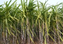 Sugarcane law eubosan nga owa napatuman bangud sa slashed budget -ex-SRA official