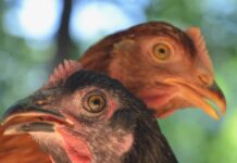 Mag-asawa sa Germany, ginpasakaan it kaso it kaeapit baeay bangud sa owa it pundo nga pagtukturu-ok it andang alagang manok
